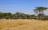 TANZANIA - Serengeti National Park - Migrazione Gnu - 01